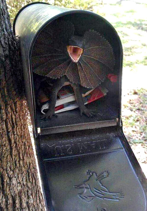 Свирепый охранник почтового ящика. | Фото: БУГАГА.