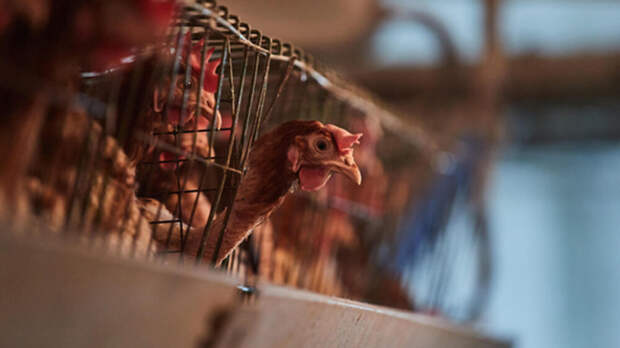 Сальмонелла в продукции «Петелинка»: что известно