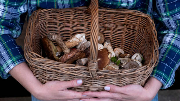 Сбор грибов может обернуться штрафом и уголовной ответственностью