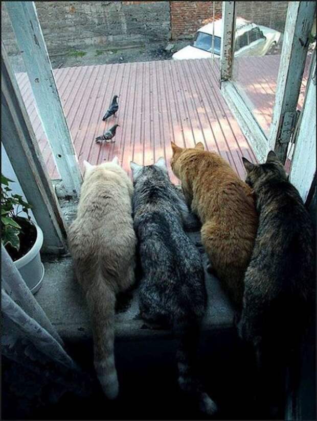 Коты, выглядывающие из своих укрытий (25 фото)