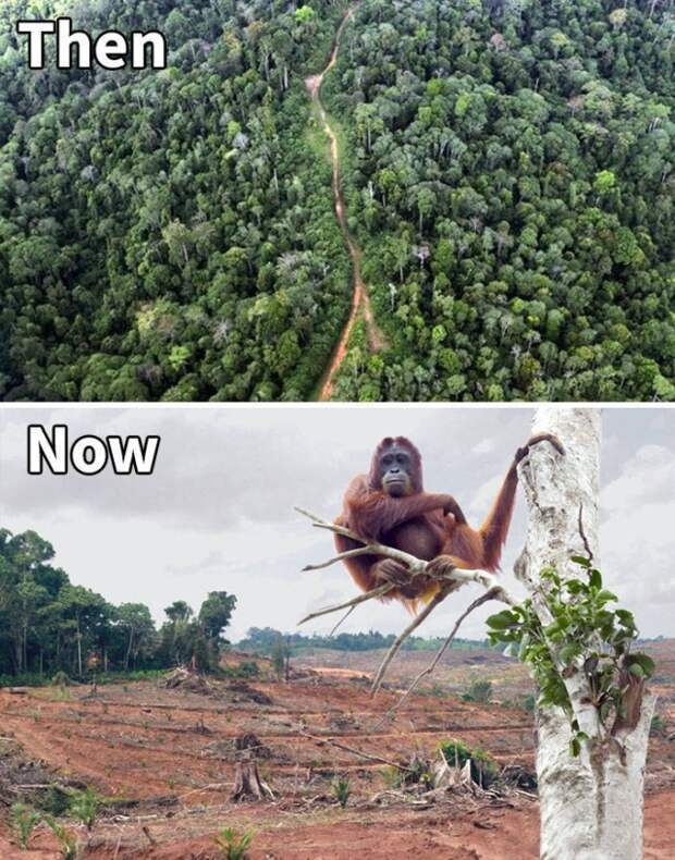 Климатические изменения от экологических организаций в стиле 10YearChallenge