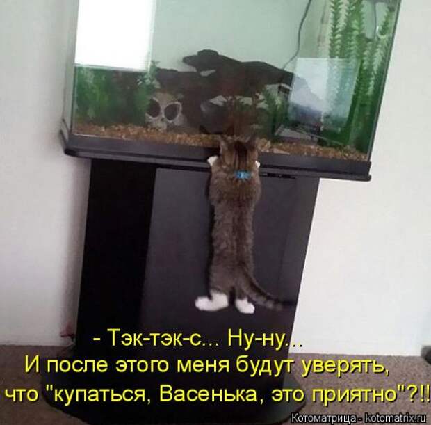 Лучшие котоматрицы недели (50 фото)