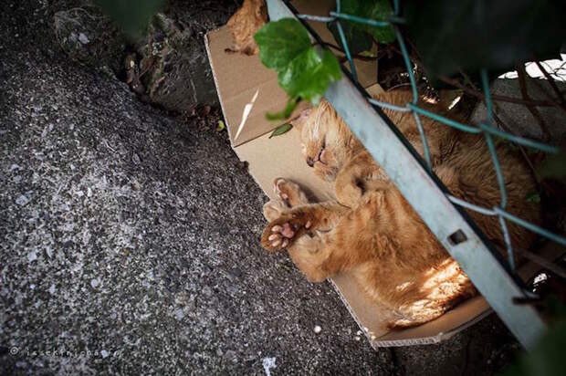 Бродяги кошки, фоторепортаж, япония