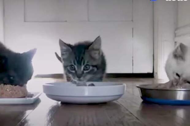 Котенок кушает