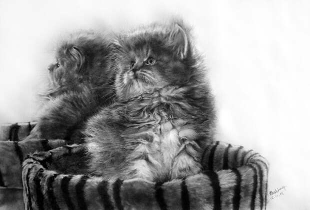 Восхитительные карандашные коты Пола Ланга (30 работ)