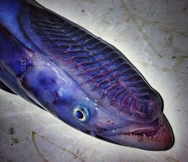 Необычные обитатели морских глубин на снимках рыбака еда, животные, море, рыба