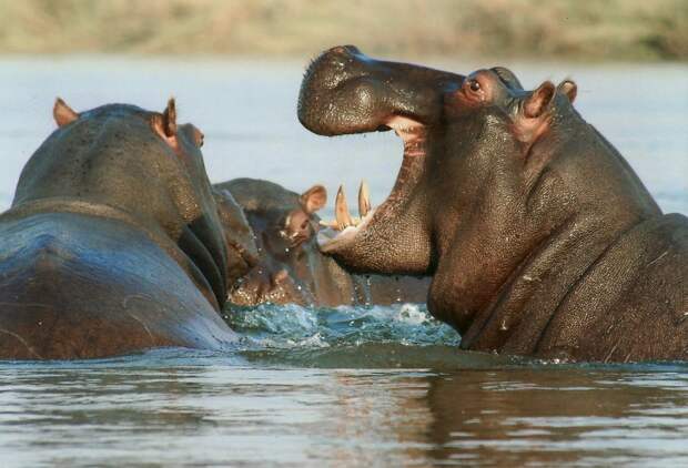 hippos in Africa chase boat