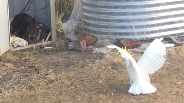 Дерзкий какаду прогнал незваного гостя со двора хозяина видео, забавно, забавные животные, кенгуру, попугай, птицы, смешно