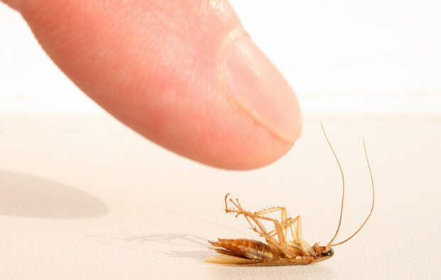 Ученые раскрыли шокирующую миссию тараканов на Земле...