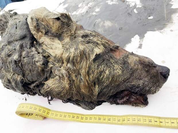 40 000-летняя голова гигантского волка