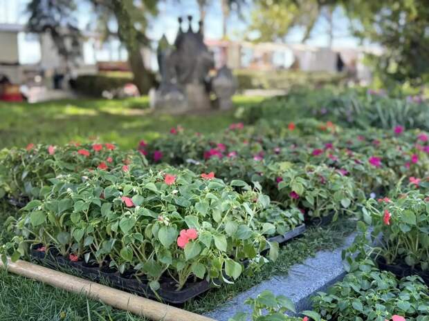 Ялта расцветает: на клумбах города высадят 80 тысяч растений