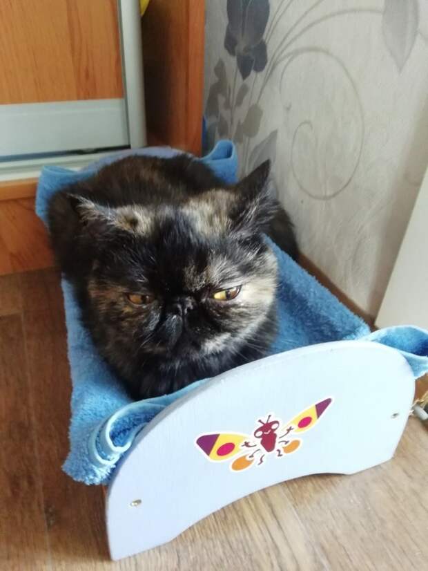Экзотическая кошка отказывалась от любой еды и лишь жалобно мяукала кошка, экзот, экзотическая кошка
