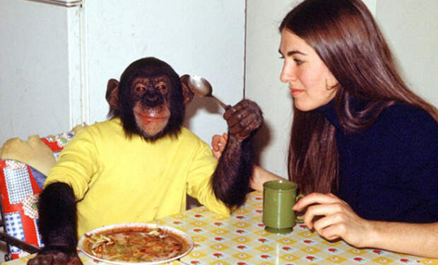50 лет назад ученые взяли шимпанзе домой и воспитывали как человека. Обезьяна понимала 125 слов и стала есть ложкой