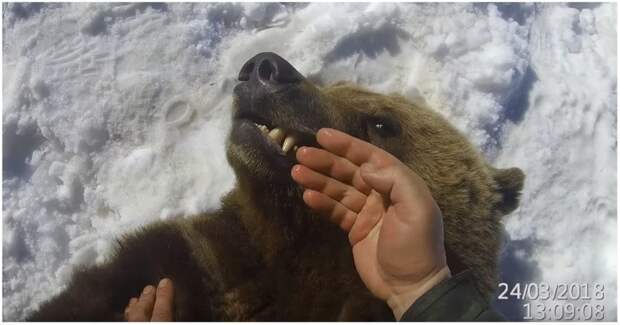 Осмотр зубов у Михаила Потапыча видео, животные, зубы, медведь, прикол, россия