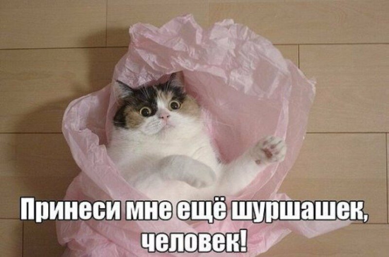 Субботний котопост коты, кошки, приколы с котами., смешные коты