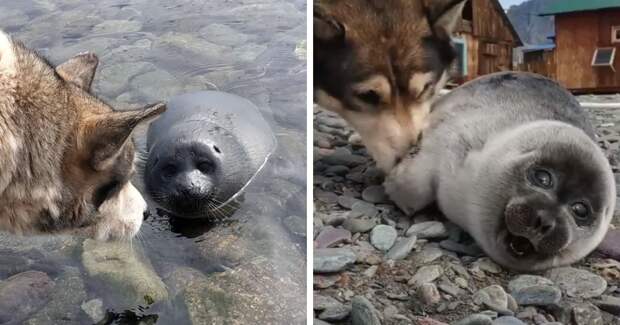 На Байкале собака помогла спасти малыша нерпы, приняв его за щенка. И их дружба — это мимими