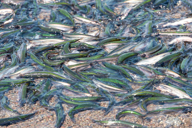 Специалист Семенов: мойва в России стала почти деликатесом