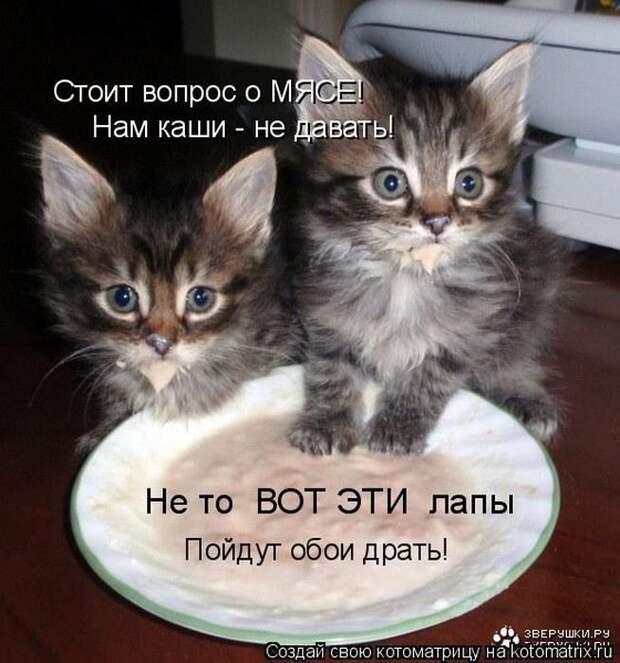Котоматрицы великолепные, каждая с кусочком позитива и хорошего настроения!!!