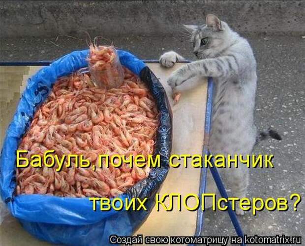 Лучшие котоматрицы недели (50 фото)