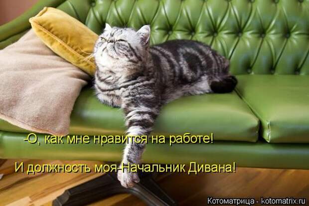 Лучшие котоматрицы недели (50 фото)