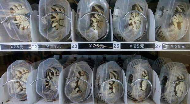 В Китае есть торговые автоматы по продаже живых крабов