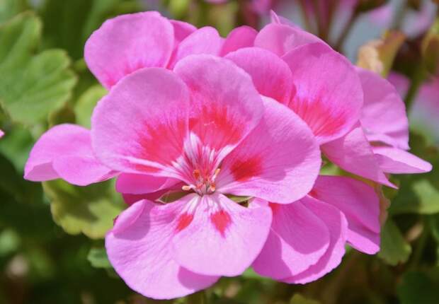 Герань можно выращивать и как уличный цветок, и как комнатный / Фото: pixabay.com