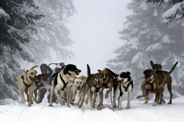 Plemeno husky (34 fotografií)