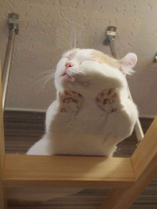 20 спящих котят, которые постигли науку сна в совершенстве спящие котята, котята спят