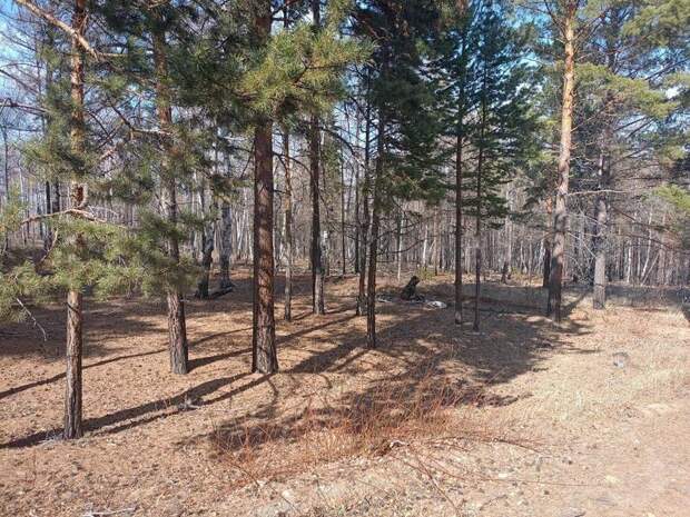 Фотоловушки начали устанавливать в читинском лесу