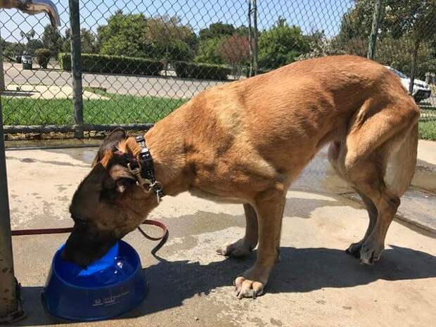 shelter-dog-13