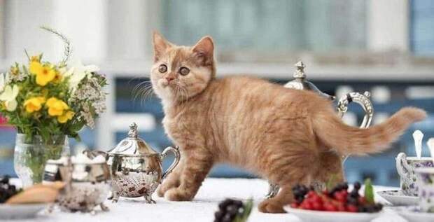Вредные привычки кошек, которые мы воспитываем сами-11 фото- Вредные привычки кошек, которые мы воспитываем сами-11 фото-