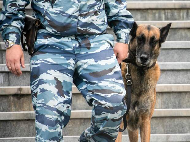 Благодаря собакам в Тюмени изъяты 300 килограммов наркотиков и три миллиона