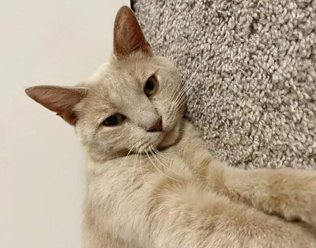Без кота и жизнь не та