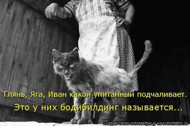 Свежая котоматрица (33 фото)
