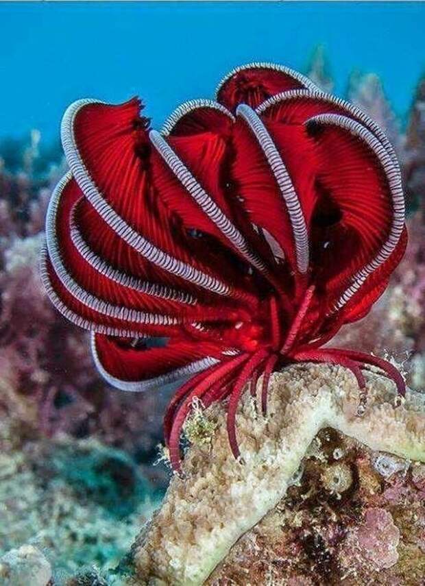 Красный криноид (морские животные, класс иглокожие) животные, интересное, кораллы, красиво, красочно, подводное царство, природа, ярко