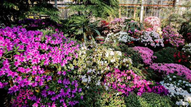 Москвичам предложили выбрать самую красивую оранжерею города