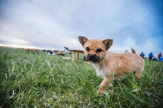 stray-dog-joins-race-gobi-dion-leonard-china-12
