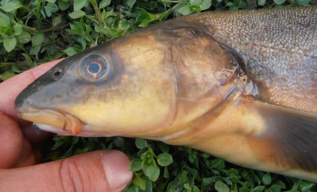 Самая опасная рыба, обитающая в водах российских рек