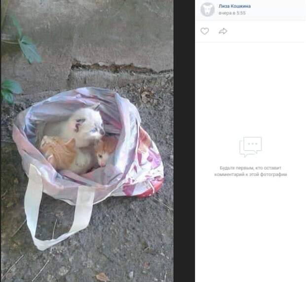Волонтёр забрала домой котят, выброшенных у станции Планерная