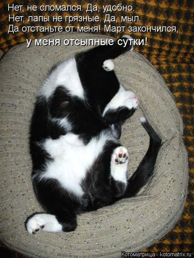 1474017333_kotomatricy-15