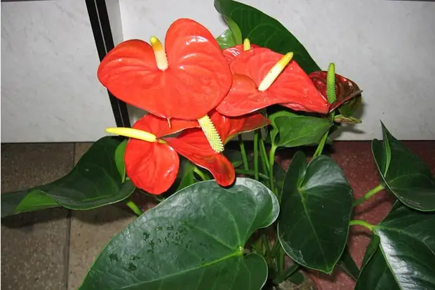 Как называется цветок с красными цветами и длинными листьями комнатный (69 фото)