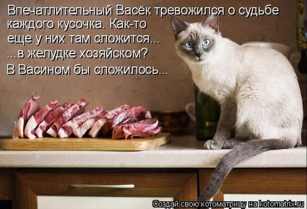 Забавные животные (50 фото)