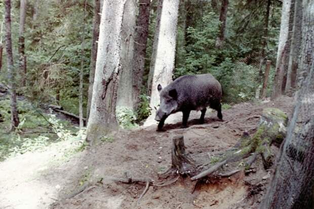 В Ленобласти наглые свиньи попали на видео: 19 кабанов атакуют грядки
