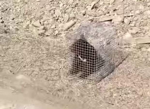 Гималайского медвежонка в клетке выбросили на улицу в Приморье