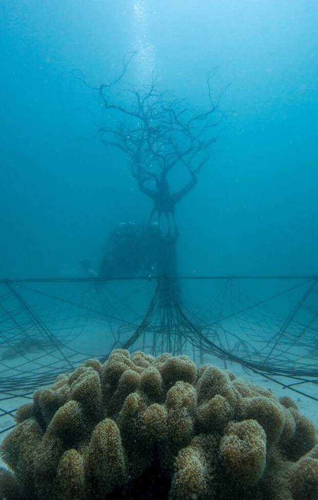 На глубине 10 метров в океане древо жизни, защита, коралл, природа, риф, скульптура, таиланд