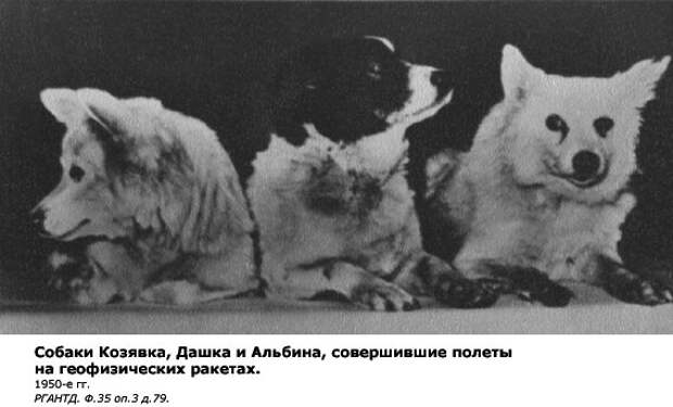 Все 48 "космических" собак из СССР