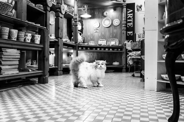 2. Диас в посудной лавке домашние животные, коты, кошка, кошка в магазине, кошки, фотопроект, черно-белая фотография, черно-белое фото