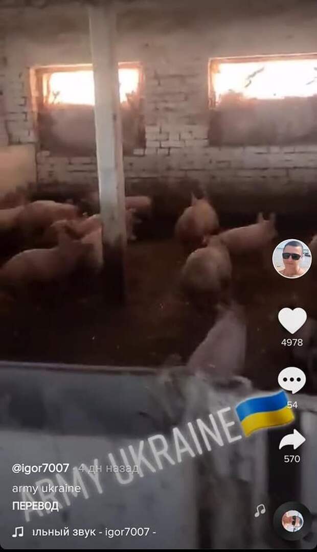 Украинский пограничник сравнил солдат ВСУ с домашними животными