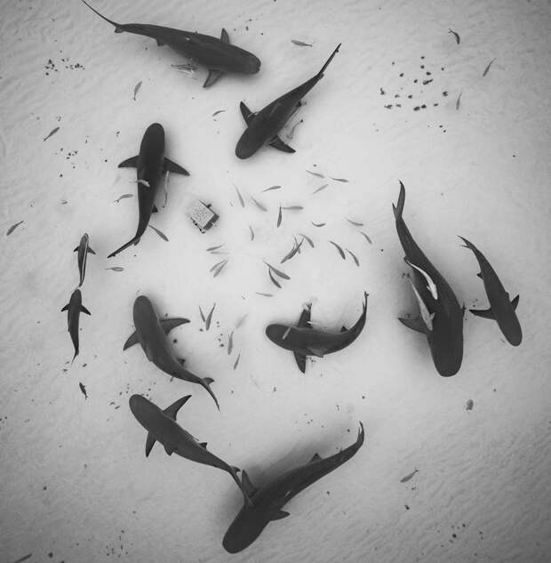 Удивительные подводные фотографии от Скотта Уилсона