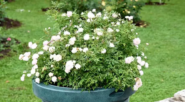 Белые розы: 10 самых красивых и устойчивых сортов белоснежных роз для посадки в цветник